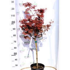   Japán juhar különleges fajták ACER PALMATUM MIX 10clt 15x red leaves