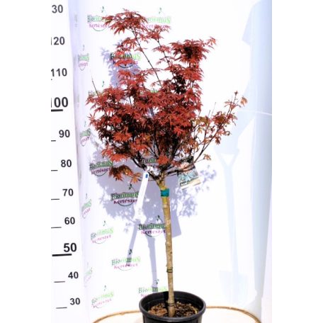 Japán juhar különleges fajták ACER PALMATUM MIX 10clt 15x red leaves