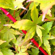 ACER PALMATUM SANGOKAKU 125/150 25clt