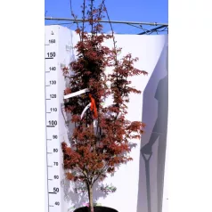   Oszlopos növekedésű japán juhar Acer palmatum Skeeter's Broom 125/150 25c