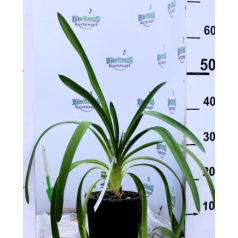 Szerelemvirág Agapanthus mix 3 clt