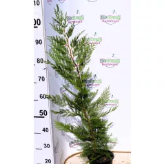 CUPRESSOCYPARIS LEYLANDII 3 clt