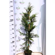 CUPRESSOCYPARIS LEYLANDII 5 clt