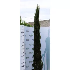   Karcsú olasz ciprus (Karcsú európai ciprus) Cupressus sempervirens TOTEM 175/200 25 clt
