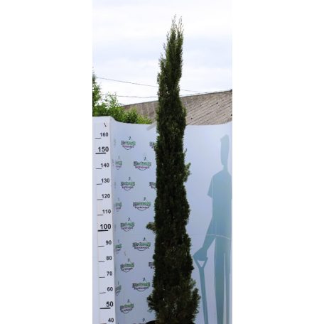 Karcsú olasz ciprus (Karcsú európai ciprus) Cupressus sempervirens TOTEM 175/200 25 clt