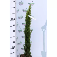   Karcsú olasz ciprus (Karcsú európai ciprus) Cupressus sempervirens TOTEM 7 clt