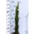 Karcsú olasz ciprus (Karcsú európai ciprus) Cupressus sempervirens TOTEM 7 clt