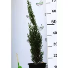 Karcsú olasz ciprus (Karcsú európai ciprus) CUPRESSUS SEMP. TOTEM 3 clt
