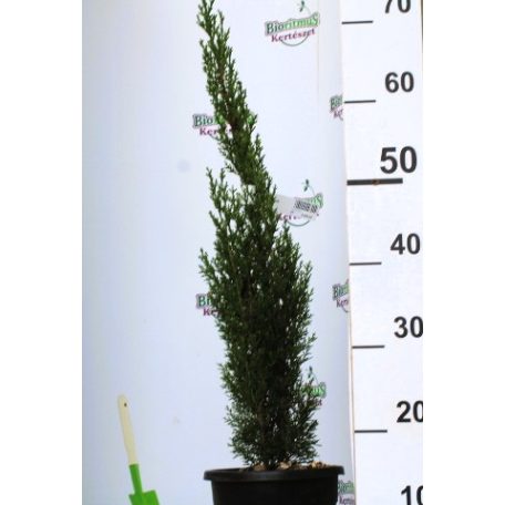 Karcsú olasz ciprus (Karcsú európai ciprus) CUPRESSUS SEMP. TOTEM 3 clt