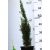 Karcsú olasz ciprus (Karcsú európai ciprus) CUPRESSUS SEMP. TOTEM 3 clt