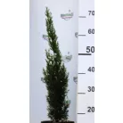 Karcsú olasz ciprus (Karcsú európai ciprus) CUPRESSUS SEMP. TOTEM 3 clt