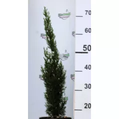   Karcsú olasz ciprus (Karcsú európai ciprus) CUPRESSUS SEMP. TOTEM 3 clt