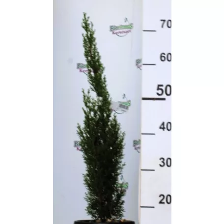 Karcsú olasz ciprus (Karcsú európai ciprus) CUPRESSUS SEMP. TOTEM 3 clt