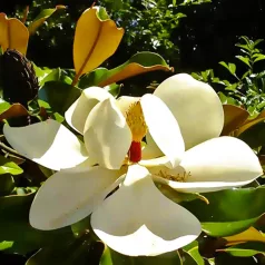   Fehér virágú örökzöld magnólia Magnolia grandiflora Gallisoniensis C8-10 25