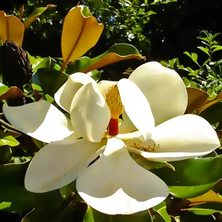 Fehér virágú örökzöld magnólia Magnolia grandiflora Gallisoniensis C8-10 25
