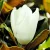 Fehér virágú örökzöld magnólia Magnolia grandiflora Gallisoniensis C6-8 18