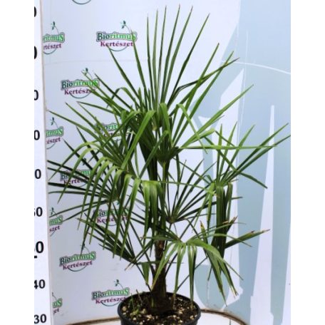 Kínai kenderpálma TRACHYCARPUS FORTUNEI 60/80 10 clt