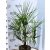 Kínai kenderpálma TRACHYCARPUS FORTUNEI 60/80 10 clt