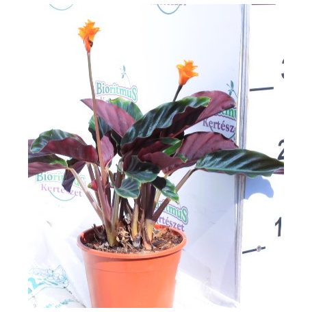Sáfrányos zebralevél Calathea crocata 3/4 bl basic 14 cm cser