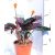 Sáfrányos zebralevél Calathea crocata 3/4 bl basic 14 cm cser