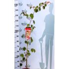 Vörös flamingó juhar Acer conspicuum 'Red Flamingo' C3