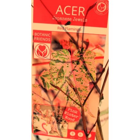 Vörös flamingó juhar Acer conspicuum 'Red Flamingo' C3