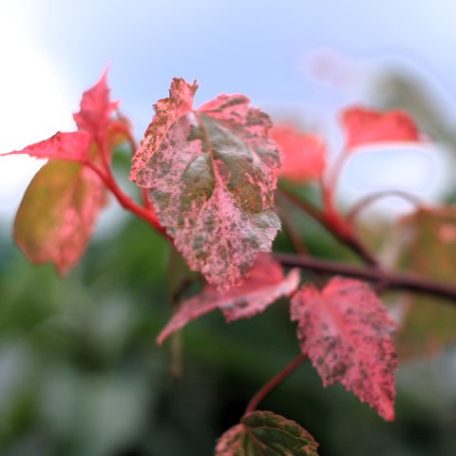 Vörös flamingó juhar Acer conspicuum 'Red Flamingo' C3