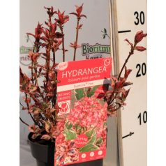   Érdeslevelű hortenzia (Fűrészeslevelű hortenzia) Hydrangea serrata Euphoria Pink P15