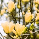 Sárga virágú liliomfa Magnolia brookl. 'Yellow Bird C10