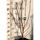 Sárga virágú liliomfa Magnolia brookl. 'Yellow Bird C10