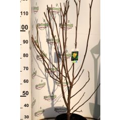   Sárga virágú liliomfa Magnolia brookl. 'Yellow Bird C10