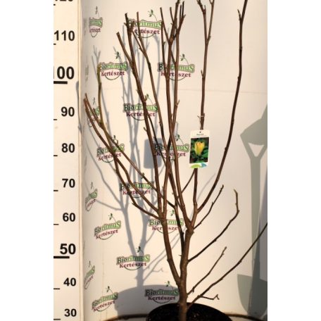 Sárga virágú liliomfa Magnolia brookl. 'Yellow Bird C10