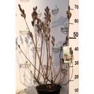 Rózsaszín barkafűz Salix gracilistyla Mount Aso C3
