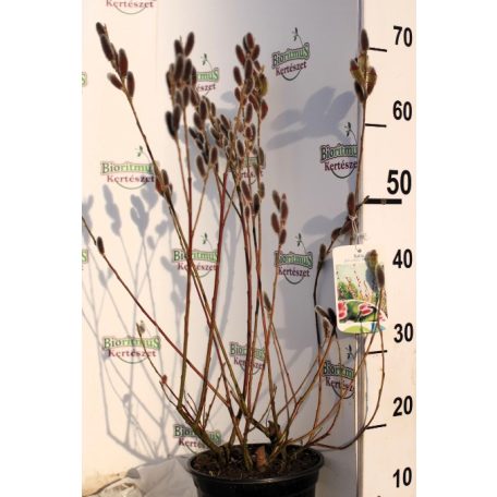 Rózsaszín barkafűz Salix gracilistyla Mount Aso C3