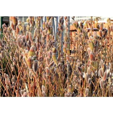 Rózsaszín barkafűz Salix gracilistyla Mount Aso C3