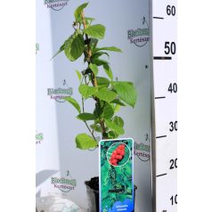   Kínai kúszómagnólia (Életbogyó) Schisandra chinensis C2