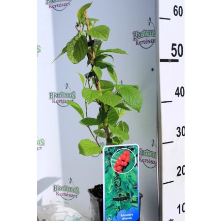 Kínai kúszómagnólia (Életbogyó) Schisandra chinensis C2