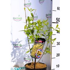 Illatos tündérfa Chimonanthus praecox C3