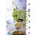 Illatos tündérfa Chimonanthus praecox C3