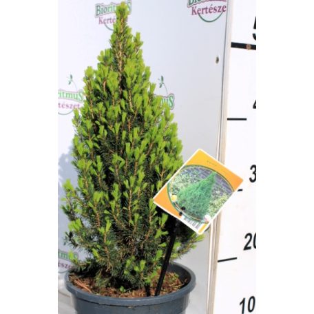 Törpe cukorsüvegfenyő Picea gl. Laurin C3,5