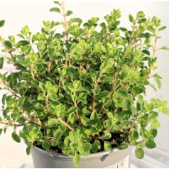 Majoranna Origanum majoranna P14