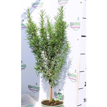 Rozmaring Rosmarinus officinalis P14 törzses