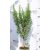 Rozmaring Rosmarinus officinalis P14 törzses