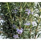 Rozmaring Rosmarinus officinalis P14 törzses