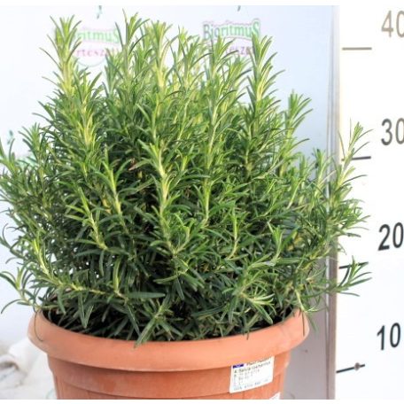 Rozmaring Rosmarinus officinalis P25 cserepes