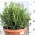 Rozmaring Rosmarinus officinalis P25 cserepes