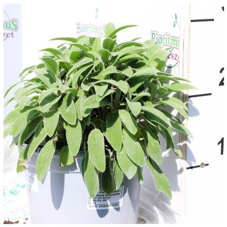 Orvosi zsálya Salvia officinalis P18