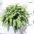 Orvosi zsálya Salvia officinalis P18