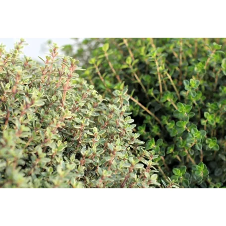 Kerti kakukkfű mix Thymus vulgaris mix P18