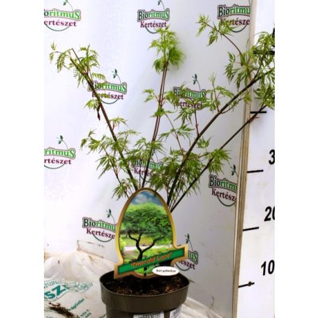 Csipkézett levelű japán juhar Acer palmatum Emerald Lace P15
